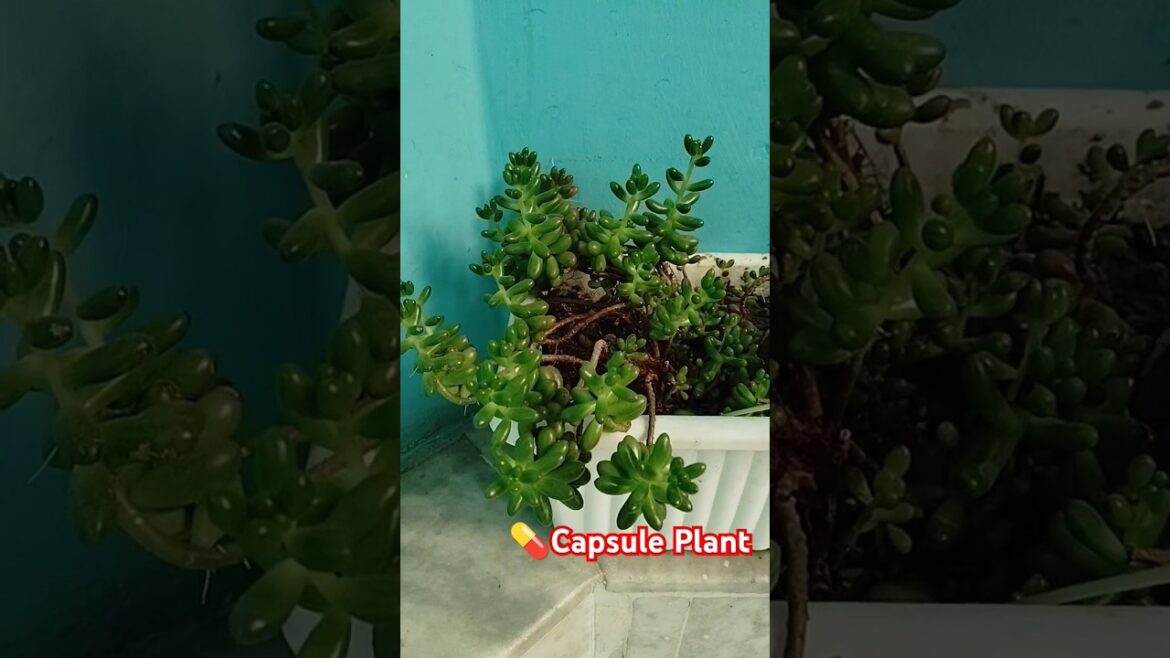 🌱💊 Capsule Plant ☘️🪏 #homegarden #capsule #plants #herbs #pritipatel #trending #shorts