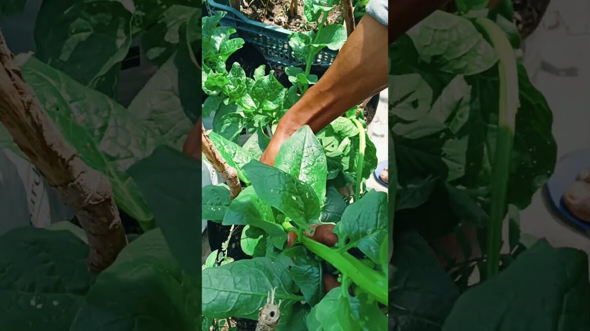 Poi Saag || How to Grow Malabar Spinach at Home | Easy Container Gardening Tips #selfwateringplanter Poi Saag || How to Grow Malabar Spinach at Home | Easy Container Gardening Tips #selfwateringplanter