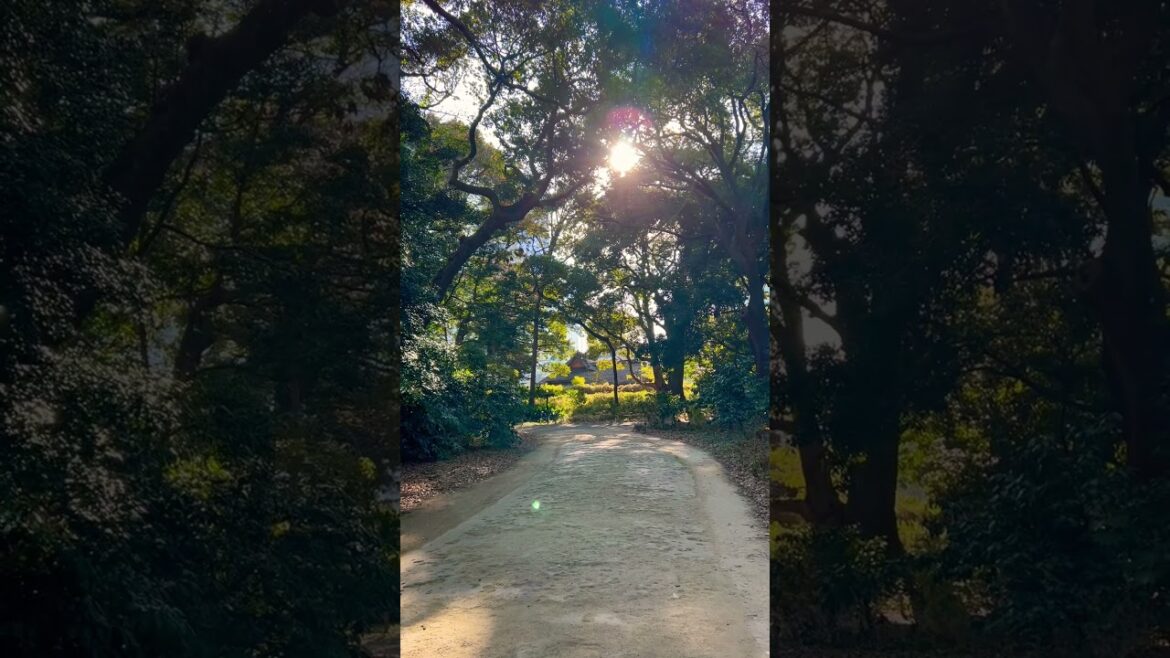 #shorts Japanese’s garden #outdoors#landscapedesign #landscape#garden #gardendesign#beautiful#nature #shorts Japanese’s garden #outdoors#landscapedesign #landscape#garden #gardendesign#beautiful#nature