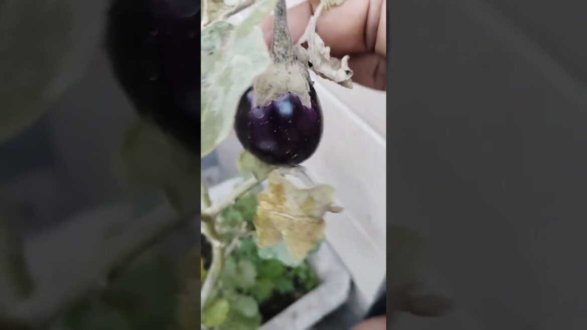 Brinjal updates! #plants #shorts #short #bringle #budgetgardening #trending #viralvideo