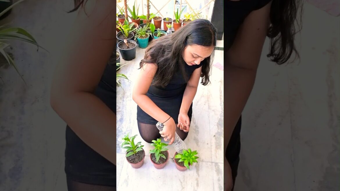 Found this cutie at the Nursery, Meet Lilium🌱#plants #gardening #organic #repotting #garden #plant