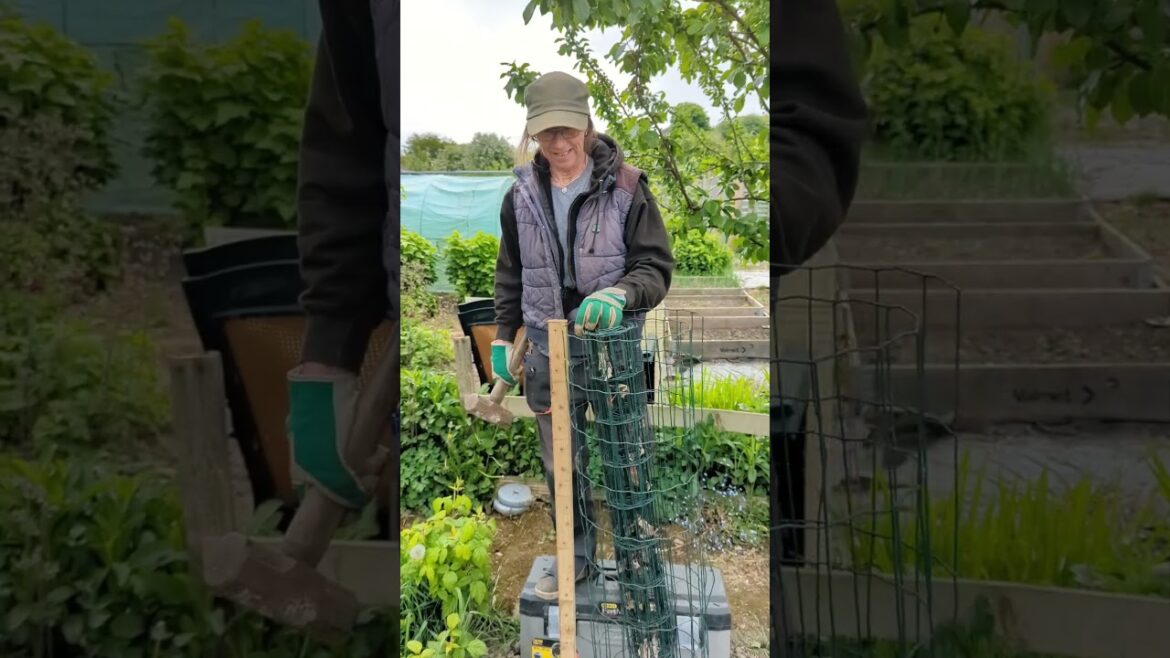 2025 Allotment Trends: Our Potato Tower Vertical Garden Build & Reveal