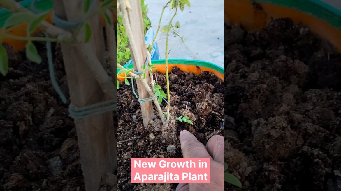 New Growth in Aparajita #shorts #aparajita #shankhpushpi #bluetea #butterflypea #butterflypeaflower New Growth in Aparajita #shorts #aparajita #shankhpushpi #bluetea #butterflypea #butterflypeaflower