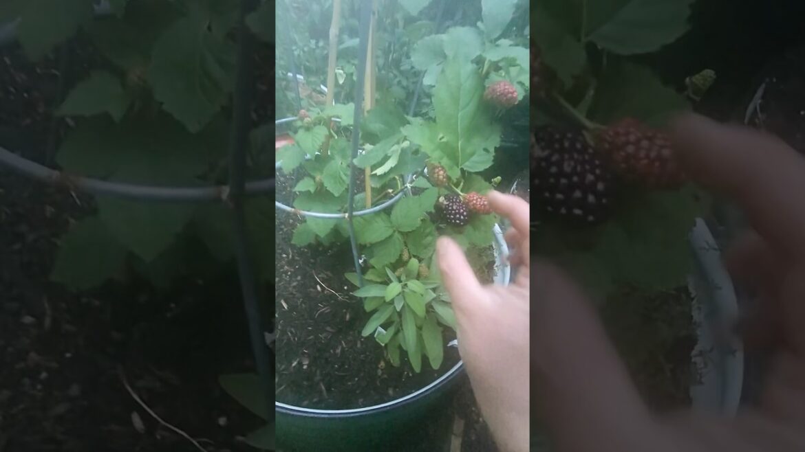 Harvest My First Blackberry (I Just Planted It This Season)