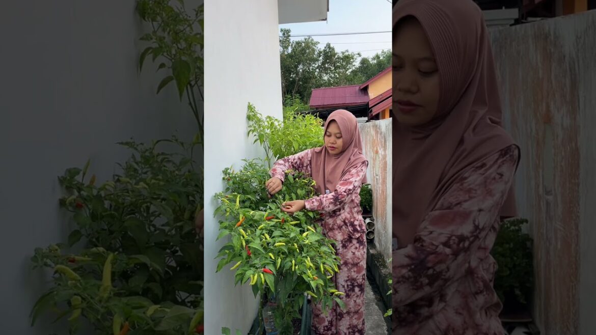 Hah panen terong lagi ??? #berkebun #gardening #youtubeshorts Hah panen terong lagi ??? #berkebun #gardening #youtubeshorts
