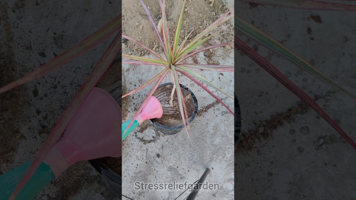 report daracena marginata 😎😎#shorts #gardening#plants #garden #flower #fruit #nature