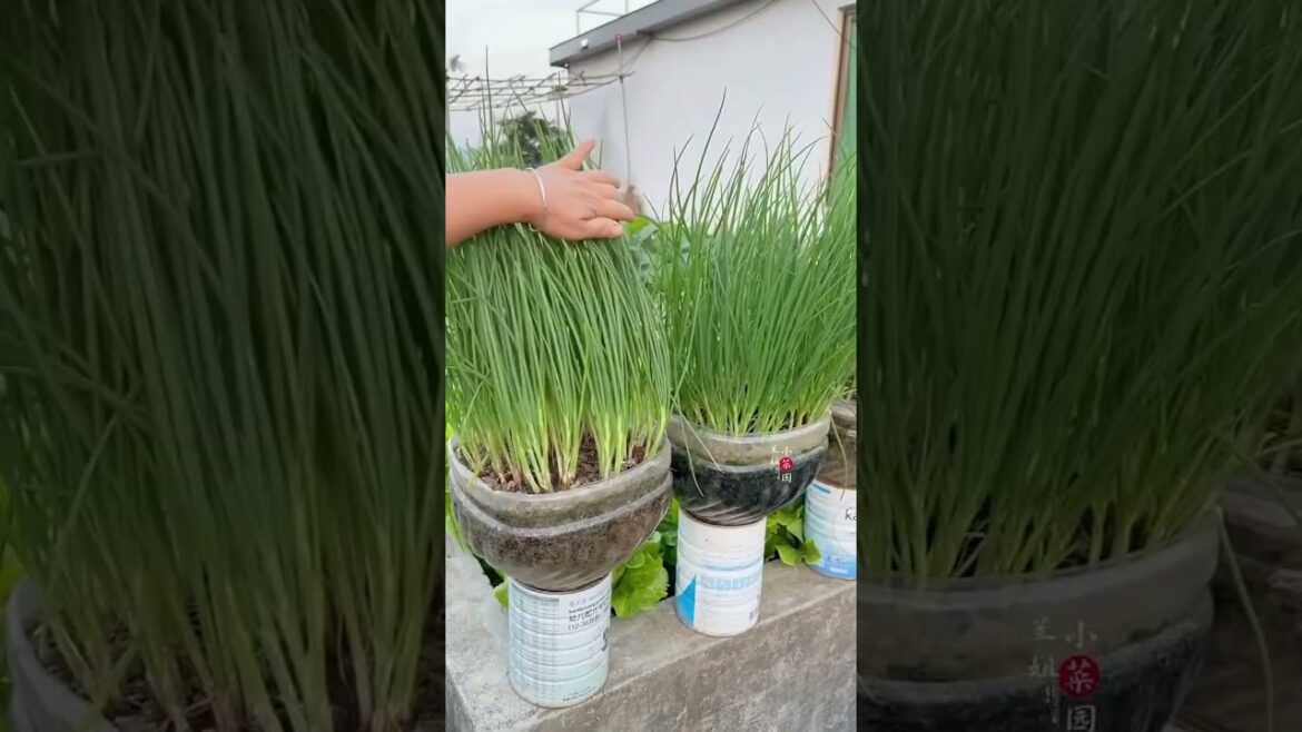 Organic Vegetable at Home | Incredible Vegetable Garden #kitchengarden #homegrownveggies Organic Vegetable at Home | Incredible Vegetable Garden #kitchengarden #homegrownveggies