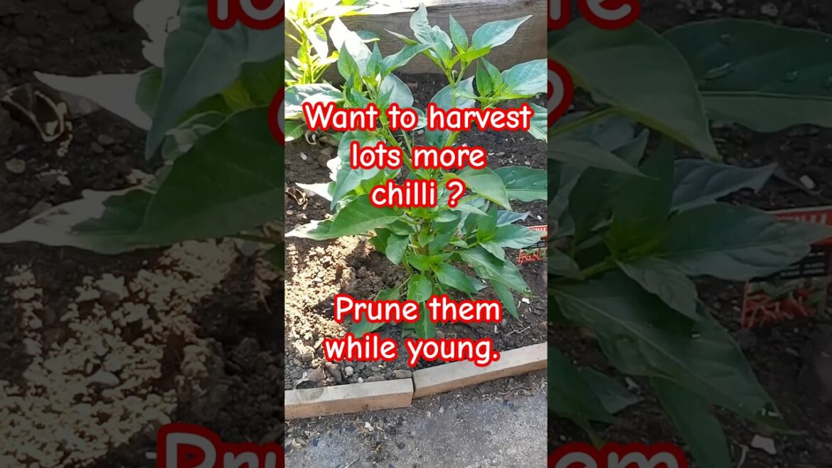 Garden tips 15 – Prune young chilli plant to get tons of chilli #chilli #gardeningtips #pruning Garden tips 15 - Prune young chilli plant to get tons of chilli #chilli #gardeningtips #pruning