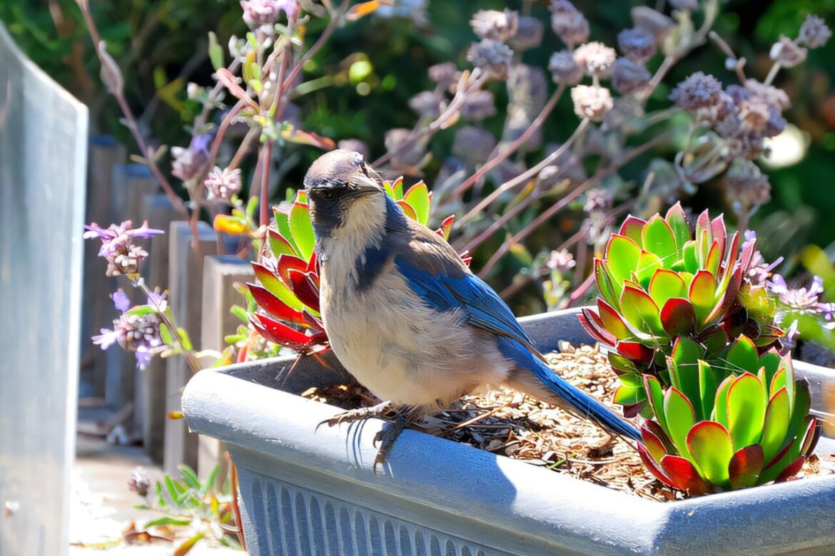 Five insights about birds in San Francisco's community gardens