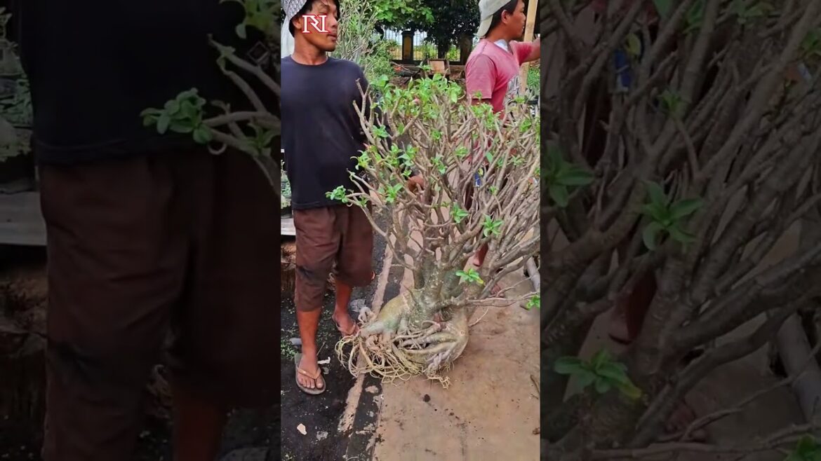 Apa aja sih media taman untuk pohon big size? #bonsai #bonsaitree #tanaman #berkebun #gardening Apa aja sih media taman untuk pohon big size? #bonsai #bonsaitree #tanaman #berkebun #gardening