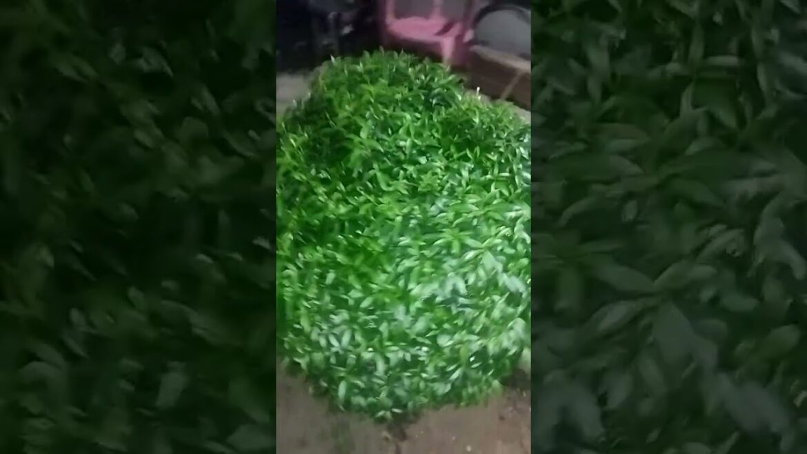 JAI MAA LAXMI #flowers #whiteflower #india JAI MAA LAXMI #flowers #whiteflower #india