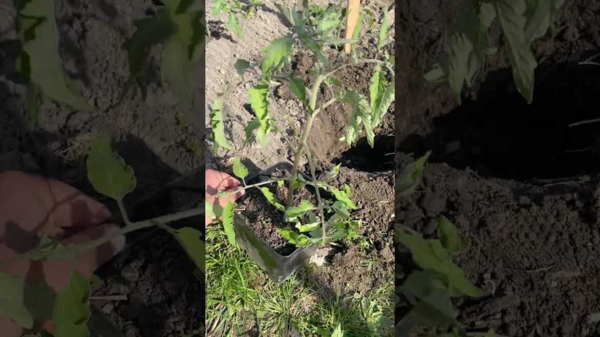 Tomato Planting Hack for Bigger Harvests!🍅❤️#tomatoes#gardening #growyourown #growyourown #garden Tomato Planting Hack for Bigger Harvests!🍅❤️#tomatoes#gardening #growyourown #growyourown #garden
