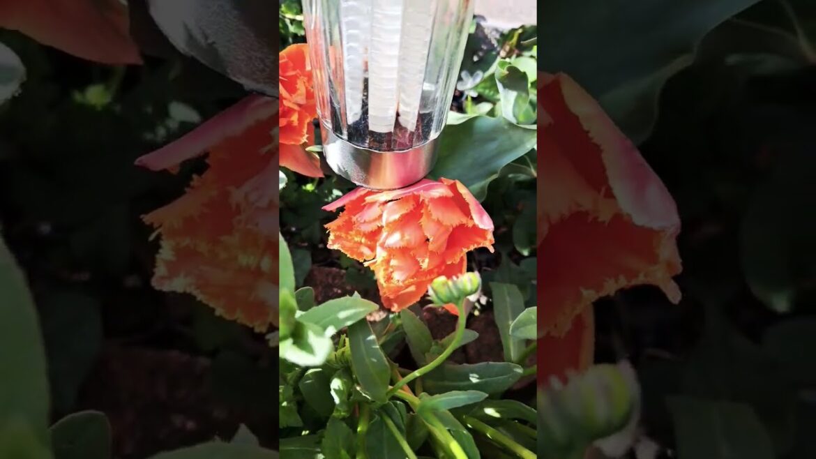 More More Blooming Flowers in our garden JAPAN SPRING 2025