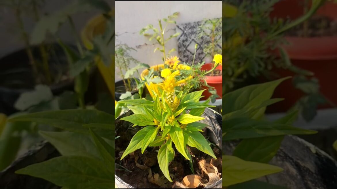 After rain Garden looks like heaven! Terrace garden tour! #terracegarden #garden #plants #yt #shorts After rain Garden looks like heaven! Terrace garden tour! #terracegarden #garden #plants #yt #shorts