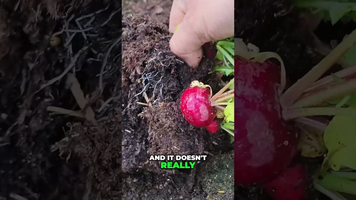 Grow & Harvest Red Radishes FAST in Small Spaces! 🥗🌱