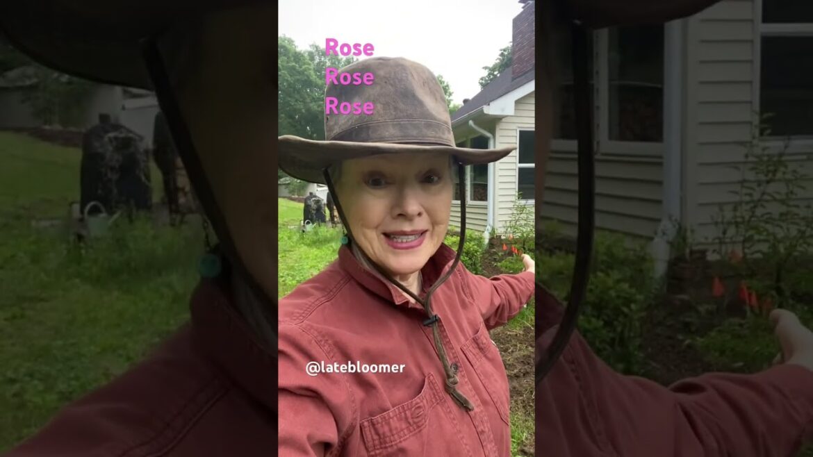 Early look at my memorial rose #garden!
