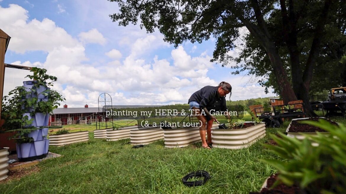 Roots and Refuge Farm: Planting my TEA & HERB GARDEN (& a plant tour!) | VLOG Planting my TEA & HERB GARDEN (& a plant tour!) | VLOG