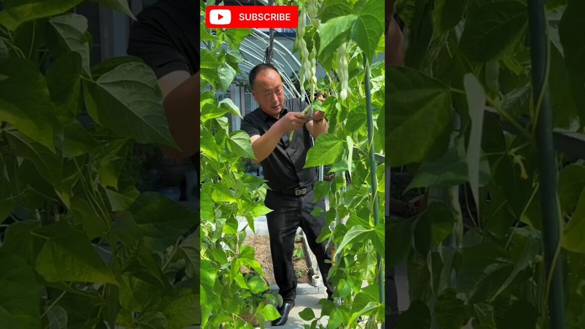 I picked the beans and other vegetable #shots #youtubeshorts