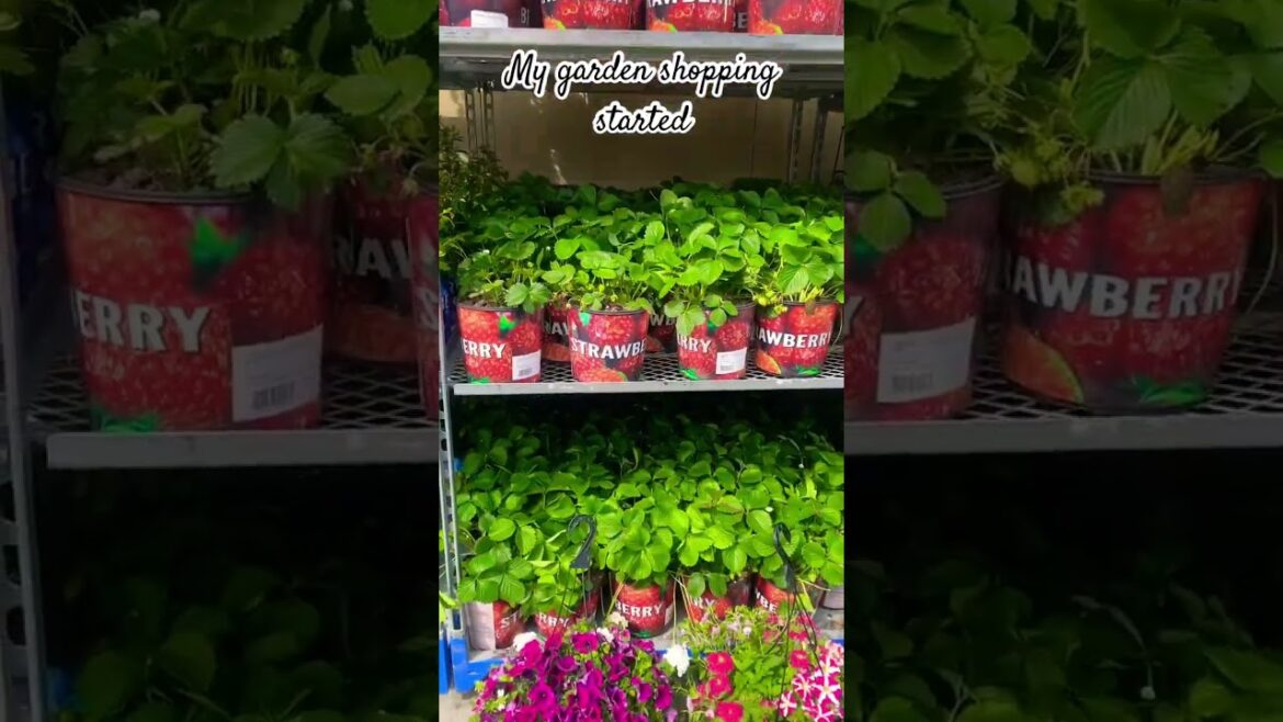 Unbelievable prices on plants #foryou #diy #gardendesign #garden #gardening #design