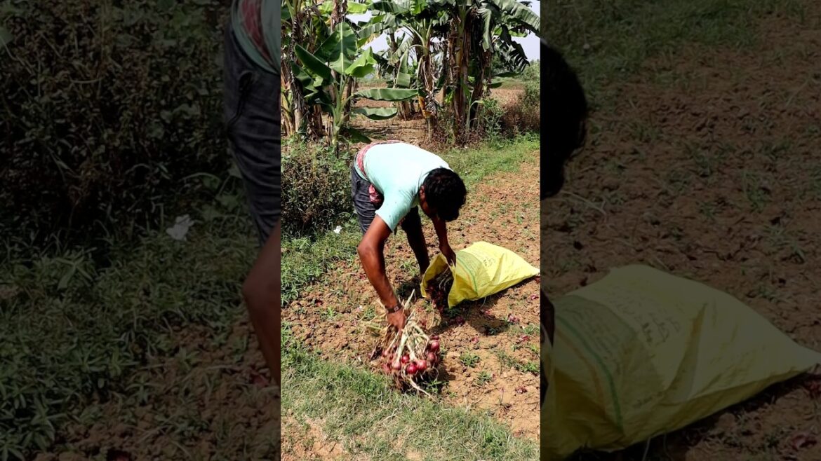 Taking Care of Harvested Onion #shorts