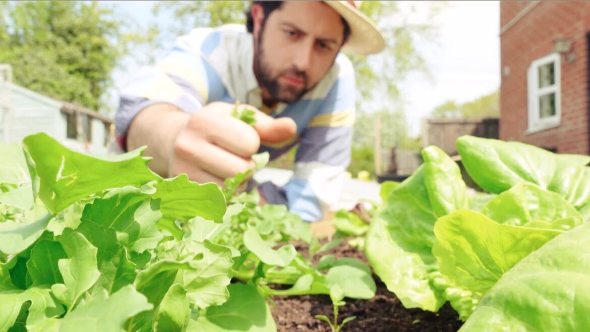 Relaxing Gardening | Vegetable Garden ASMR Relaxing Gardening | Vegetable Garden ASMR