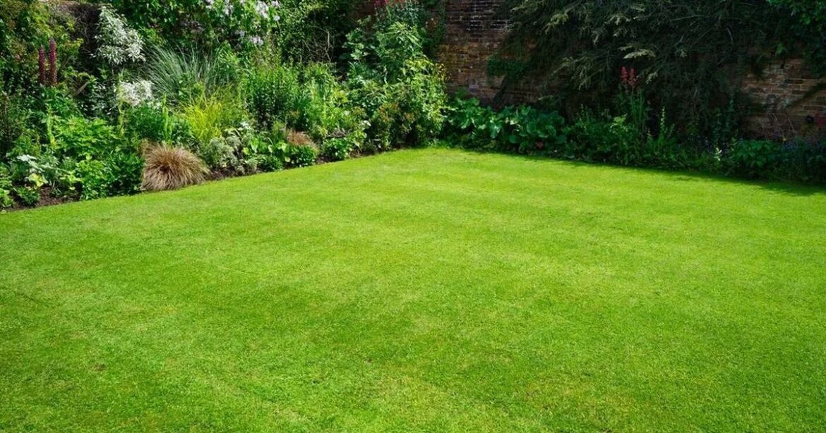 Do this one gardening job today for ‘brighter, greener’ grass this summer Ipso logo