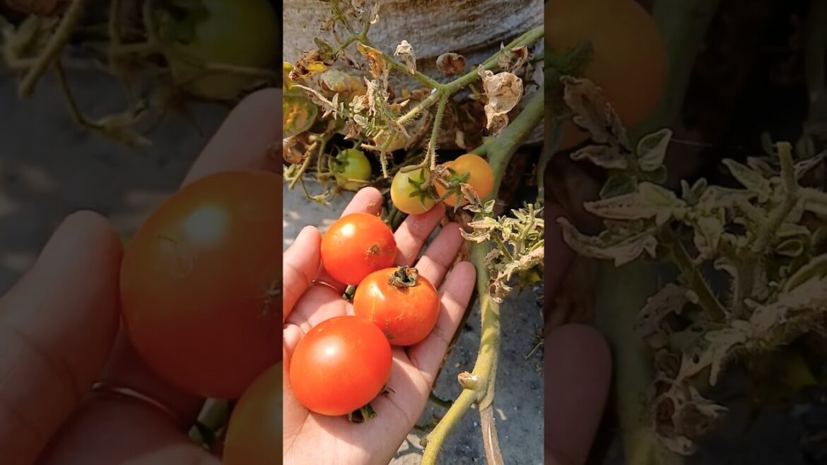 ਟਮਾਟਰਾ ਦੇ ਪੱਤੇ ਕਿਉਂ ਸੁੱਕ ਗਏ #tomato #terracegarden #vegetables #shorts #yt @OrganicGardening1918 ਟਮਾਟਰਾ ਦੇ ਪੱਤੇ ਕਿਉਂ ਸੁੱਕ ਗਏ #tomato #terracegarden #vegetables #shorts #yt @OrganicGardening1918