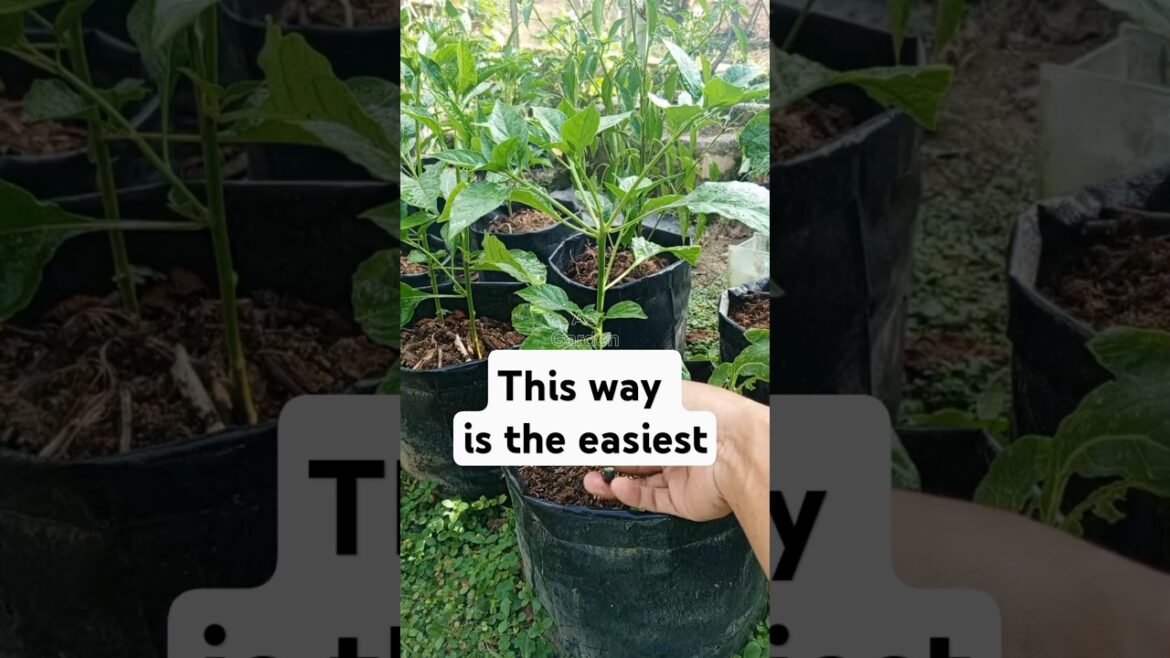 Prune Chilli plant #chiliplants Prune Chilli plant #chiliplants