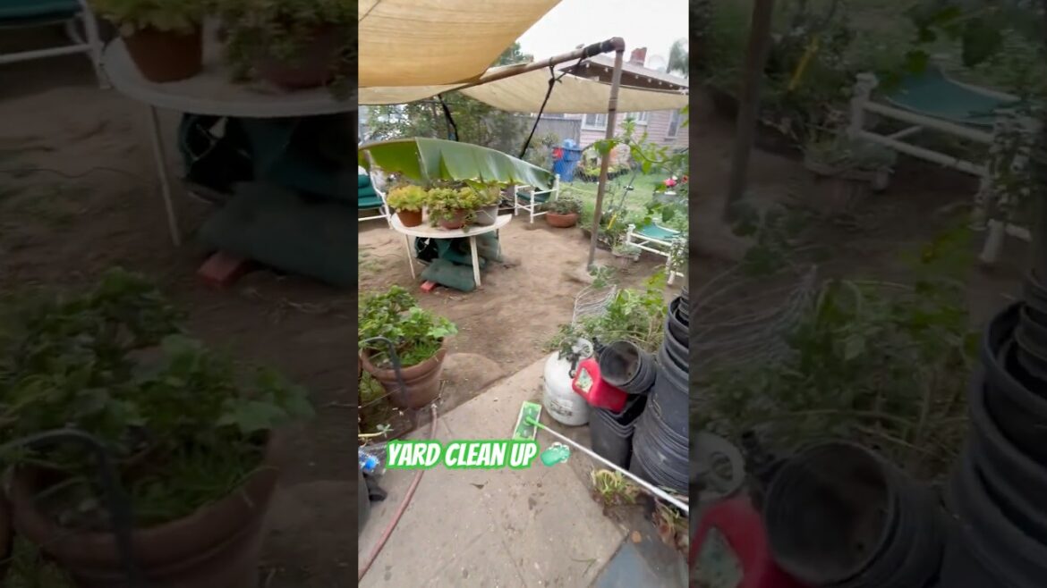 Clean Succulent Garden: Yard revitalization!  In loved! #landscapingdesign #patiocleaning #garden