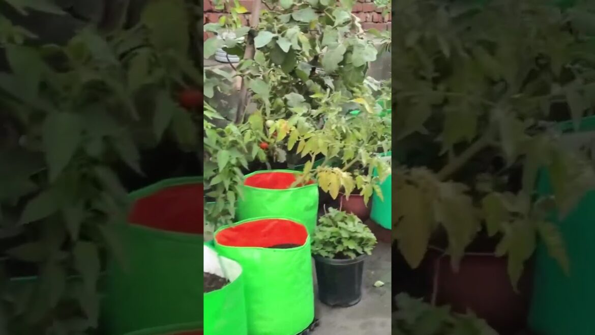 ROOFTOP GARDEN 🌴#terracegardenindia #greenrooftop #garden #nature