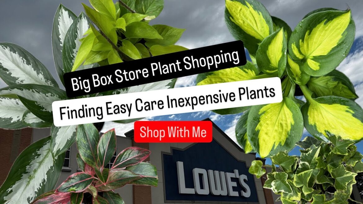 Big Box Store Plant Shopping Easy Care Inexpensive Plants for Cheap