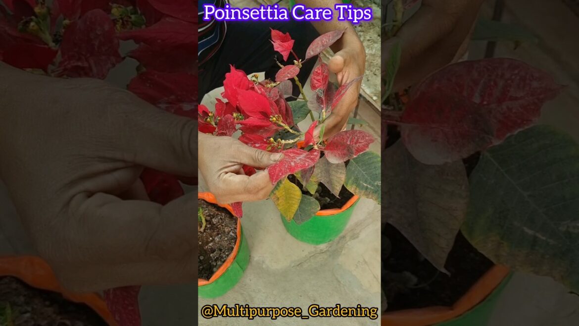 Poinsettia summer care | Poinsettia care #gardeningtips #shots Poinsettia summer care | Poinsettia care #gardeningtips #shots