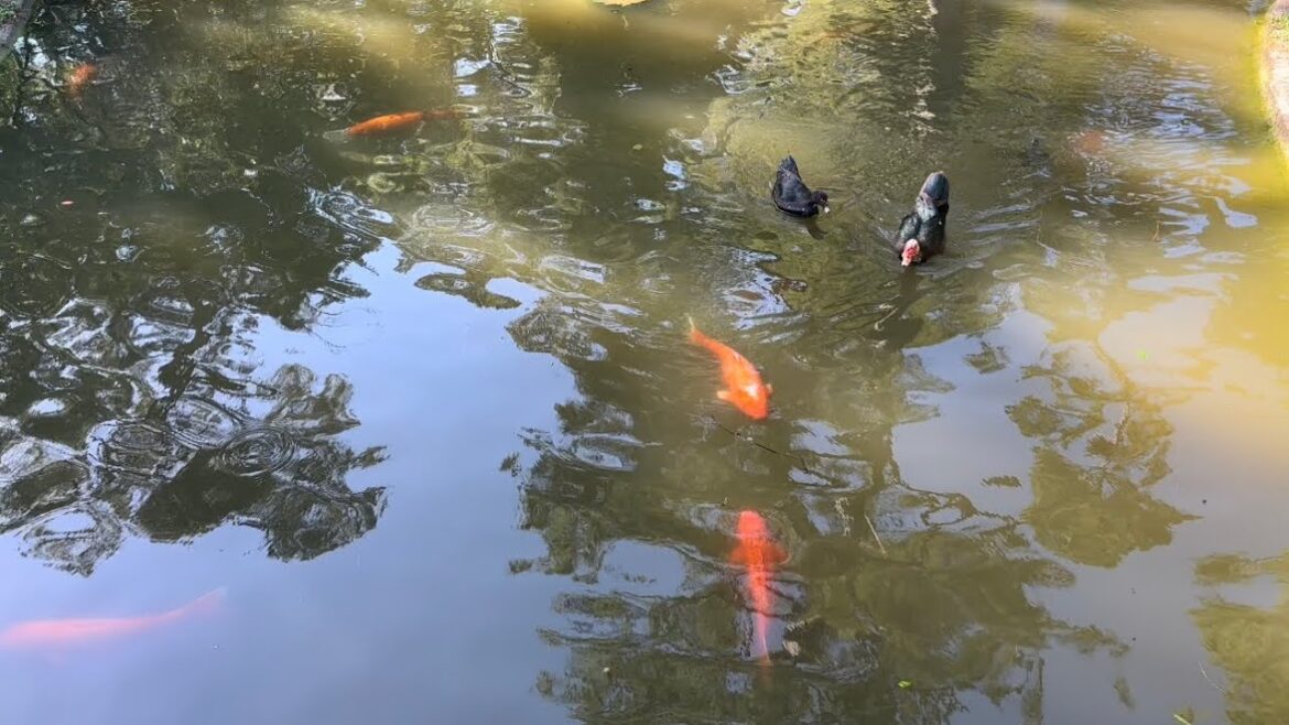 Japanese Garden Tour #travel #roadtrip