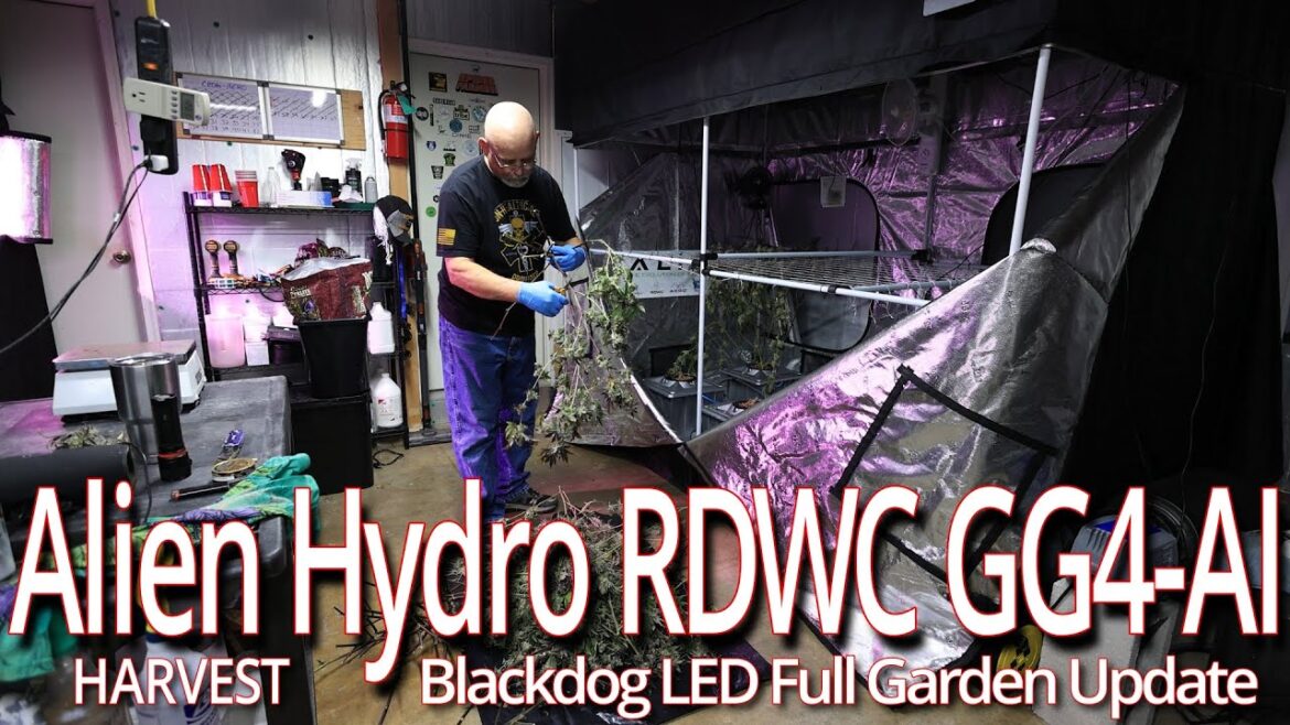 Alien Hydro RDWC GG4 Harvest, Blackdog LED Full Garden Update