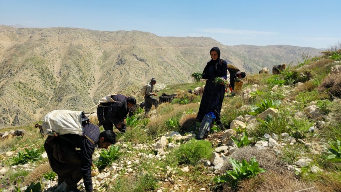 Nomadic life | Nomadic adventure with edible plants | Family life of mountain nomads⛰️🏞👨‍👩‍👧