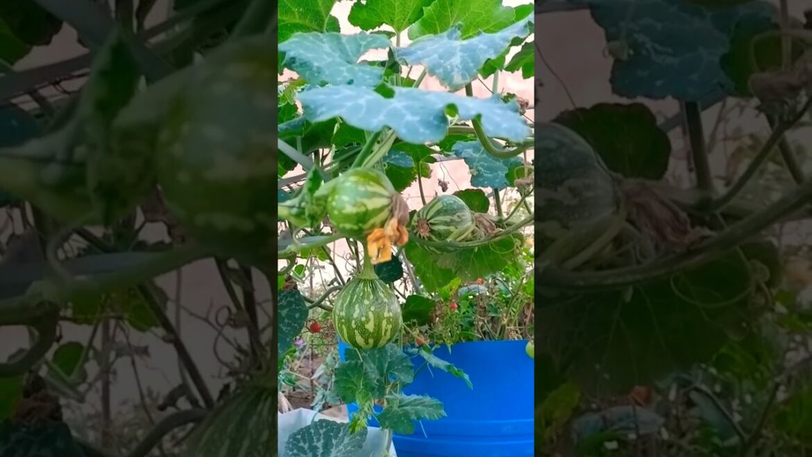 अब कैसे बचेंगे धूप से पौधे  🤔#homegardening #shortvideo #viralvideo #vegetable #gardening