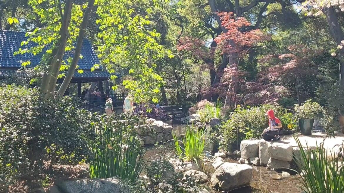 2025 cherry blossom walking tour of the Japanese Garden at Descanso Gardens 2025 cherry blossom walking tour of the Japanese Garden at Descanso Gardens
