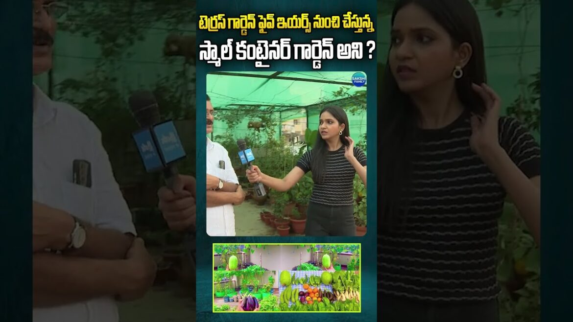 Start a Small Container Garden on a Terrace #organicplants #terracegarden @Sakshitvfamily Start a Small Container Garden on a Terrace #organicplants #terracegarden @Sakshitvfamily