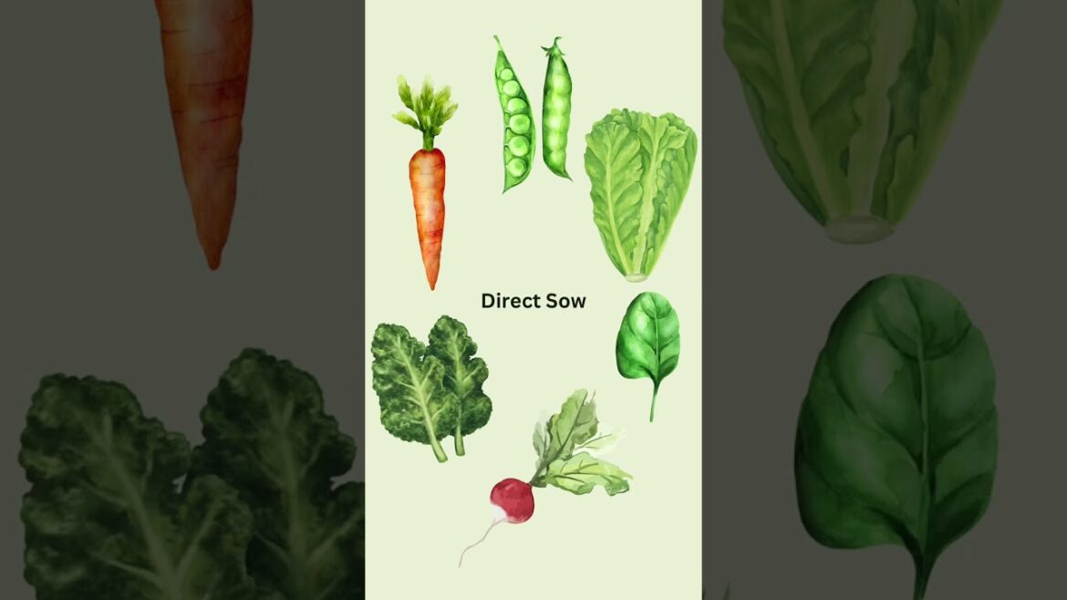 Direct Sow vs Starting Indoors Direct Sow vs Starting Indoors