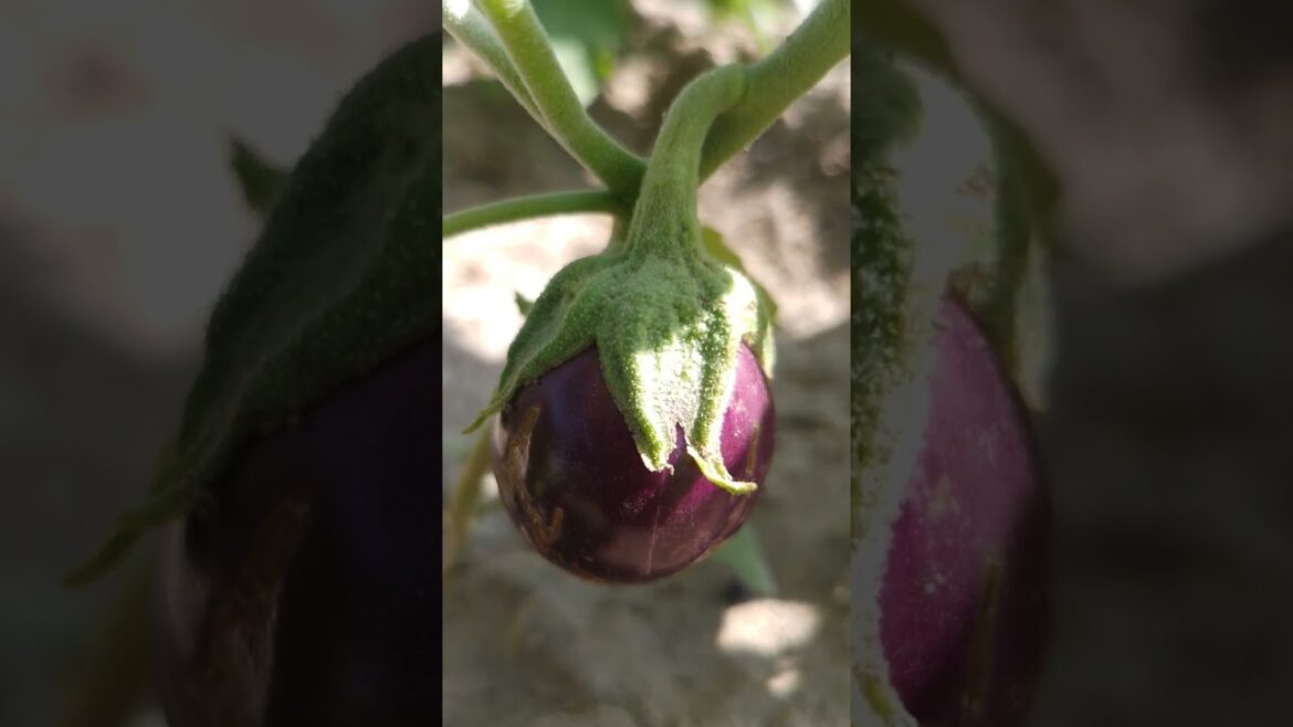 Eggplant 🍆 Vegetable plant. Eggplant 🍆 Vegetable plant.