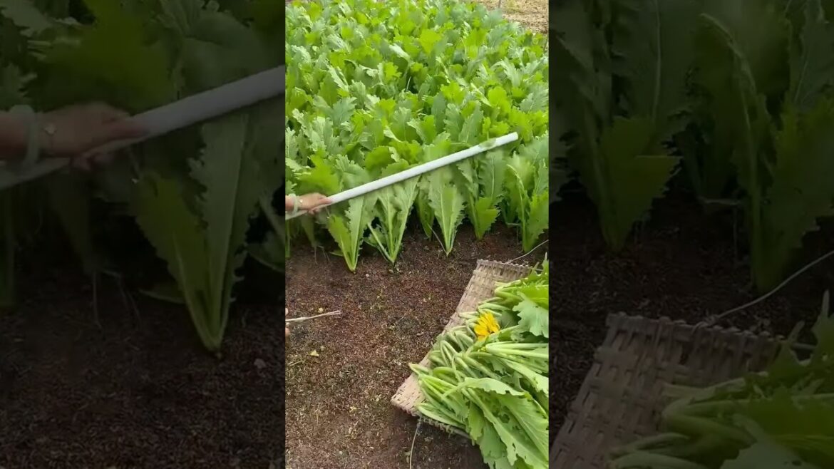 Harvesting leaf mustard❤️ #vegetables #farming #satisfying #agriculture #gardening