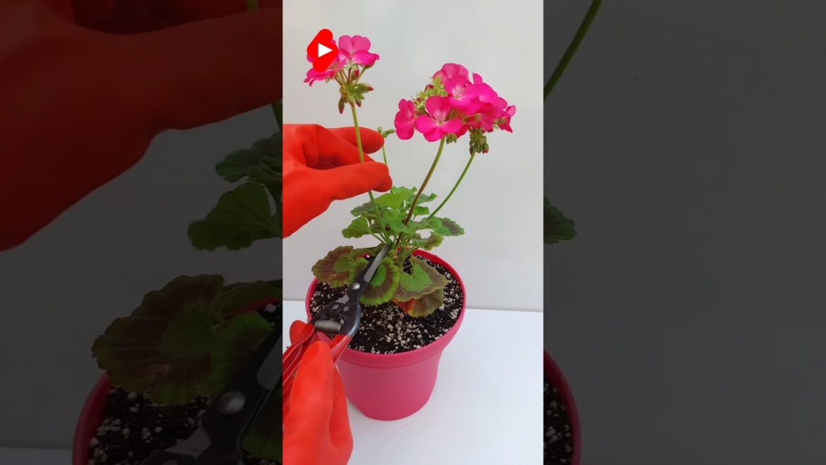 #green flowers🤩🌱 #plants #flowers #flower🌸 #garden #gardening #diy #viralvideo #viralshorts #video #green flowers🤩🌱 #plants #flowers #flower🌸 #garden #gardening #diy #viralvideo #viralshorts #video