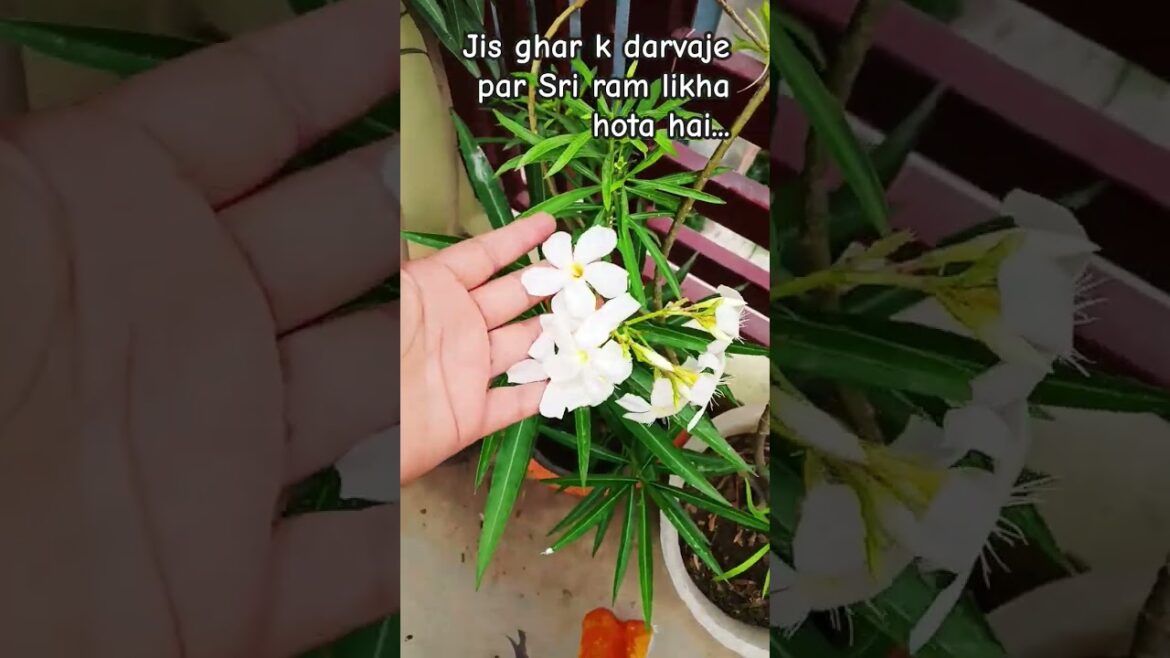 #anirudhacharya #katha #motivation #garden