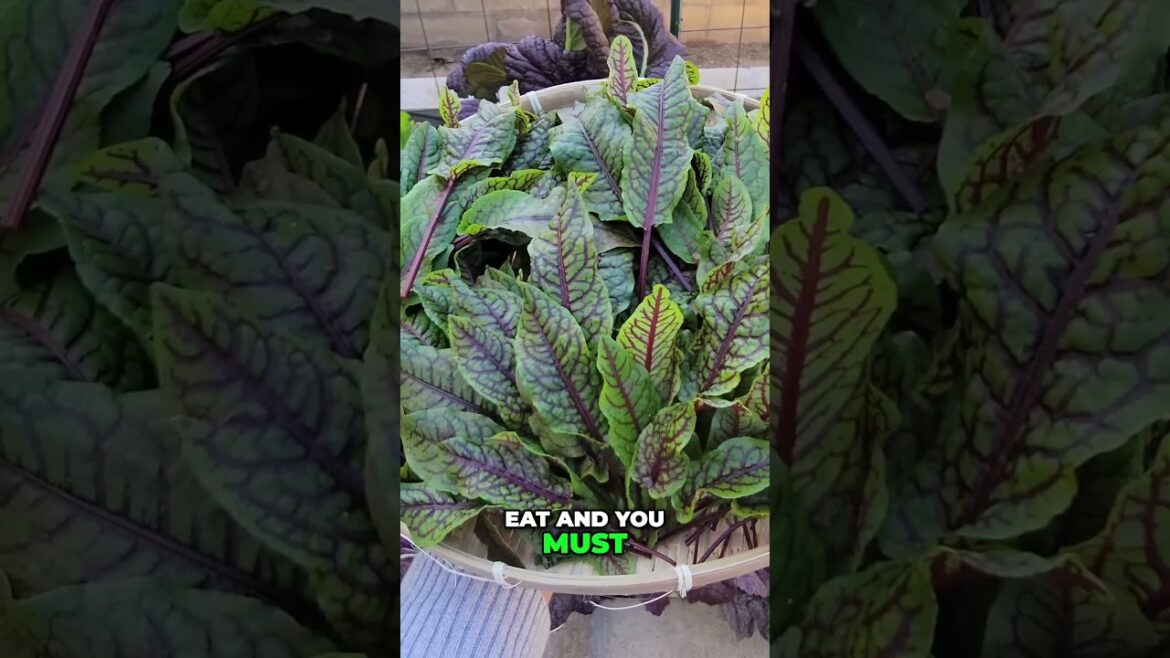 California Gardening: Grow & Harvest Red Veined Sorrel + Easy Recipe You’ll Love! 🌿🍴 Grow & Harvest Red Veined Sorrel + Easy Recipe You’ll Love! 🌿🍴