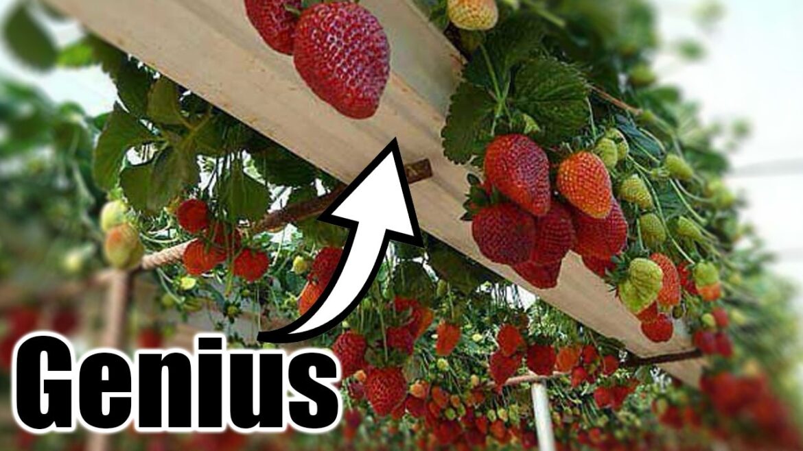 Grow More Food in Raised Beds & Containers -7 Creative Ways