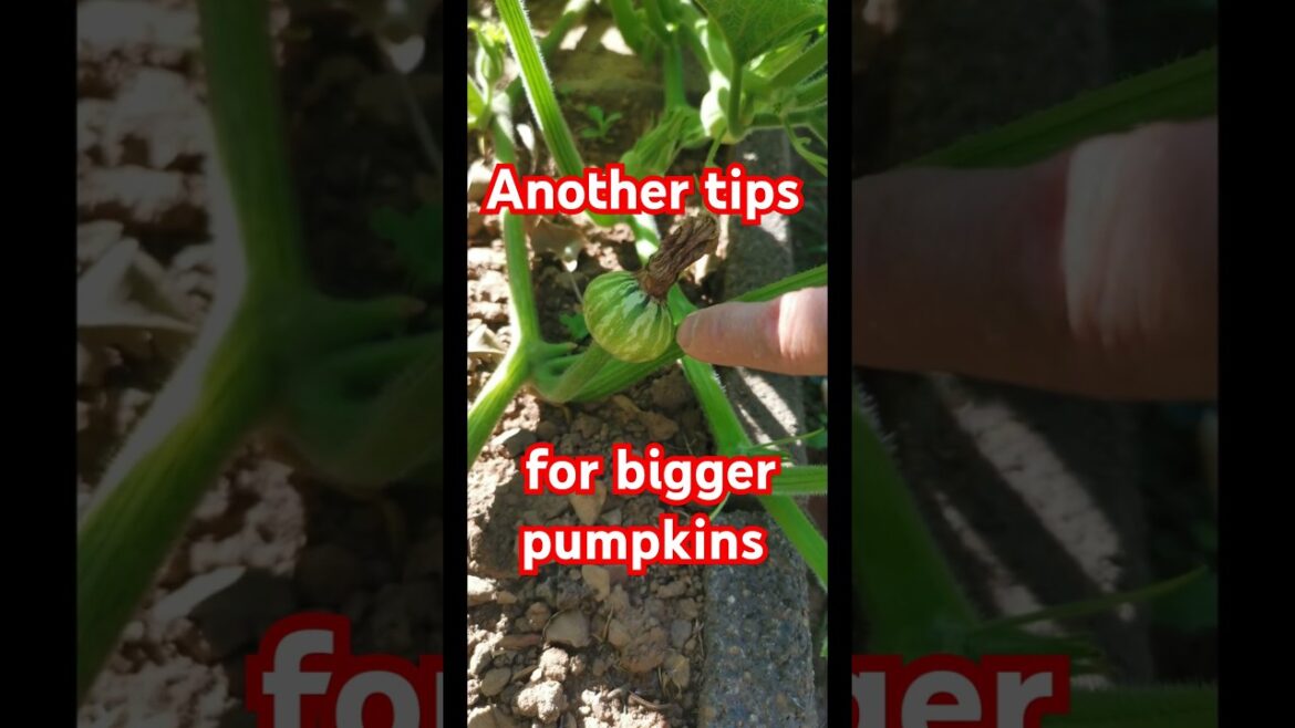 Garden tips 22 - Another tips to grow bigger pumpkins #pumpkin #vegetablegarden #gardentips