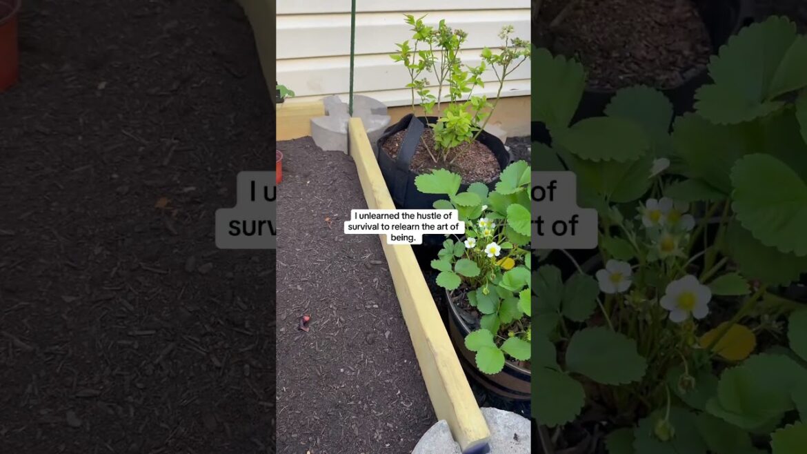 #gardening #gardeningtips #hustle #peace #energy #growth #stability