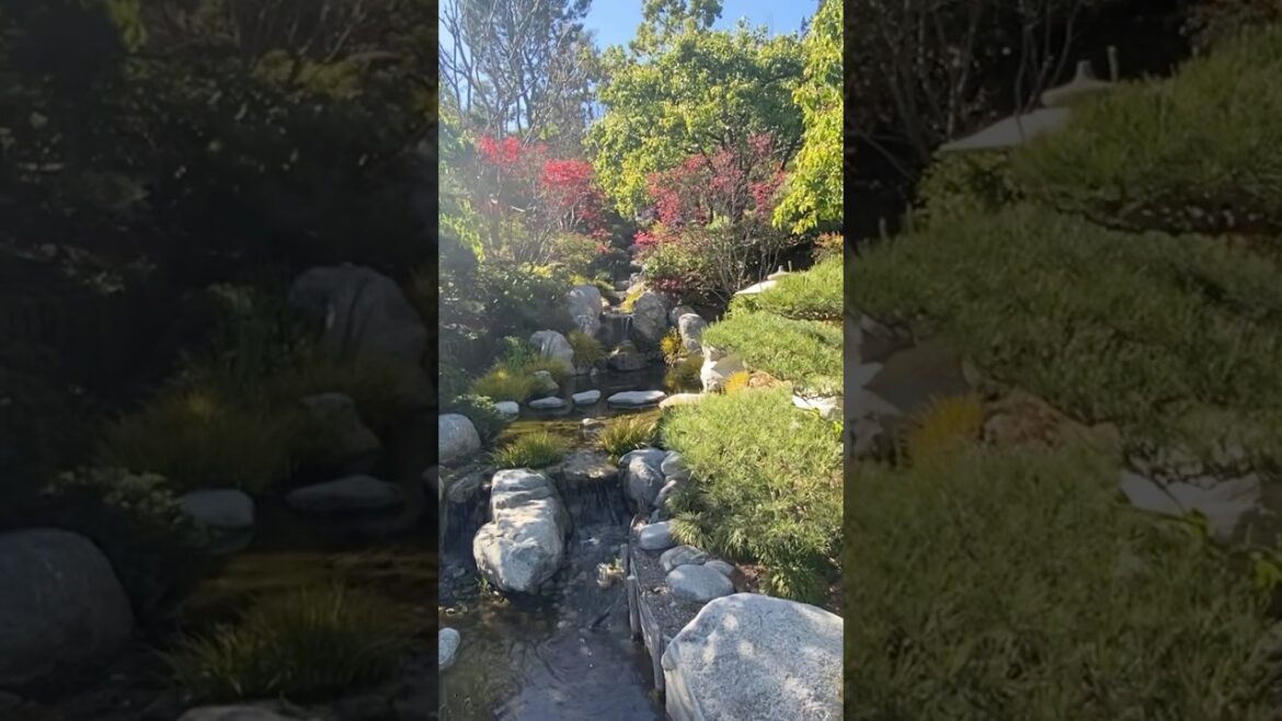 Japanese garden! #dailyvlog #vlog #adventure #california #travelvlog #travel #cute #roadtrip #funny Japanese garden! #dailyvlog #vlog #adventure #california #travelvlog #travel #cute #roadtrip #funny