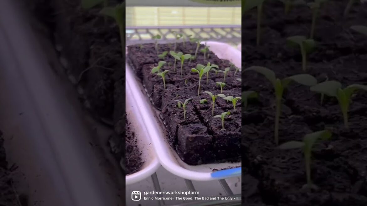 Soil blocking is a perfect match for gardeners! Space savvy, quicker sprouting, grows faster, and Soil blocking is a perfect match for gardeners! Space savvy, quicker sprouting, grows faster, and