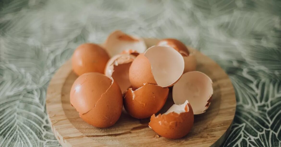 Gardeners urged to never throw away eggshells as they're 'vital' for plants